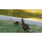 Zdjęcia użytkowników Sony Xperia 1 VI