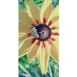 ZDJĘCIA Z TEGO TELEFONU