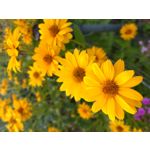 ZDJĘCIA Z TEGO TELEFONU