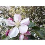 Zdjęcia użytkowników Tecno Spark 20 Pro+
