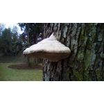 Zdjęcia użytkowników Telefunken Outdoor LTE