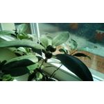 Zdjęcia użytkowników Telefunken Outdoor LTE