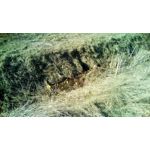 Zdjęcia użytkowników Telefunken Outdoor LTE