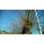 Zdjęcia użytkowników Telefunken Outdoor LTE