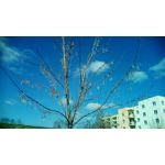 Zdjęcia użytkowników Telefunken Outdoor LTE