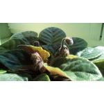 Zdjęcia użytkowników Telefunken Outdoor LTE