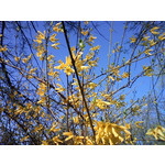 ZDJĘCIA Z TEGO TELEFONU