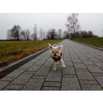Zdjęcia użytkowników TP-Link Neffos C5