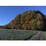 ZDJĘCIA Z TEGO TELEFONU