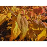 ZDJĘCIA Z TEGO TELEFONU