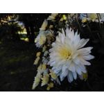 ZDJĘCIA Z TEGO TELEFONU