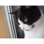 Zdjęcia użytkowników TP-Link Neffos C7