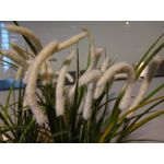 Zdjęcia użytkowników TP-Link Neffos C9