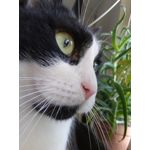 Zdjęcia użytkowników TP-Link Neffos C9