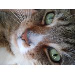 Zdjęcia użytkowników TP-Link Neffos C9