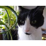 Zdjęcia użytkowników TP-Link Neffos C9