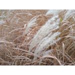 Zdjęcia użytkowników TP-Link Neffos C9A