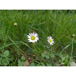 Zdjęcia użytkowników TP-Link Neffos C9A