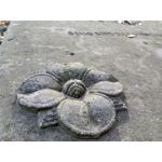 Zdjęcia użytkowników TP-Link Neffos C9A