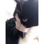 Zdjęcia użytkowników TP-Link Neffos X1