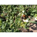 Zdjęcia użytkowników TP-Link Neffos X1