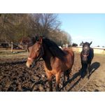 Zdjęcia użytkowników TP-Link Neffos X1