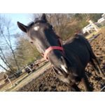 Zdjęcia użytkowników TP-Link Neffos X1