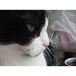 Zdjęcia użytkowników TP-Link Neffos X1