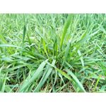 Zdjęcia użytkowników TP-Link Neffos X1