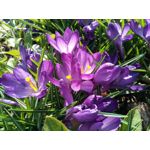 Zdjęcia użytkowników TP-Link Neffos X1