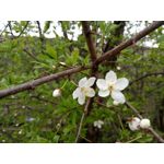 Zdjęcia użytkowników TP-Link Neffos X1