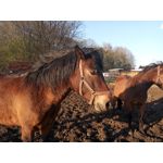 Zdjęcia użytkowników TP-Link Neffos X1