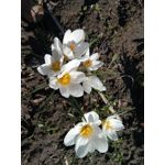 Zdjęcia użytkowników TP-Link Neffos X1