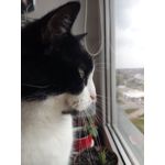 Zdjęcia użytkowników TP-Link Neffos X1