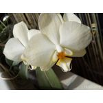 Zdjęcia użytkowników TP-Link Neffos X1