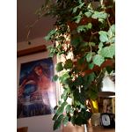 Zdjęcia użytkowników TP-Link Neffos X1