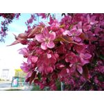 ZDJĘCIA Z TEGO TELEFONU