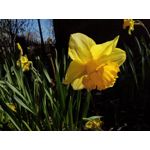 Zdjęcia użytkowników TP-Link Neffos X20 Pro