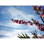 Zdjęcia użytkowników TP-Link Neffos X20 Pro