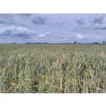 Zdjęcia użytkowników TP-Link Neffos Y5L Zdjęcia użytkowników TP-Link Neffos Y5L