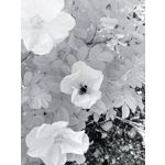 Zdjęcia użytkowników Ulefone Armor 24