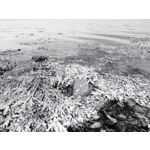 Zdjęcia użytkowników Ulefone Armor 24