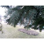 Zdjęcia użytkowników Ulefone Mix