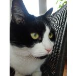 Zdjęcia użytkowników Ulefone T1 Premium Edition