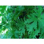 Zdjęcia użytkowników Ulefone T1 Premium Edition