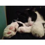 Zdjęcia użytkowników Ulefone T1 Premium Edition