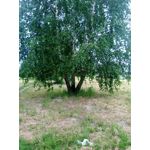 Zdjęcia użytkowników Ulefone T1