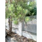 Zdjęcia użytkowników Ulefone T1