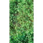 Zdjęcia użytkowników Ulefone T1