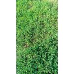 Zdjęcia użytkowników Ulefone T1